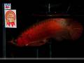 Our Prize winning Imperial Arowanas in Singapore International Fish Show 2014