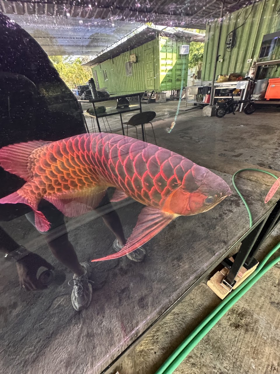 A golden arowana in a customer photo.