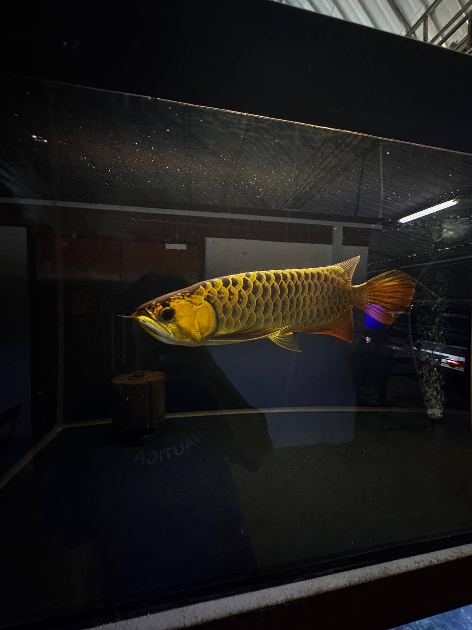 A golden arowana photographed on a farm visit.