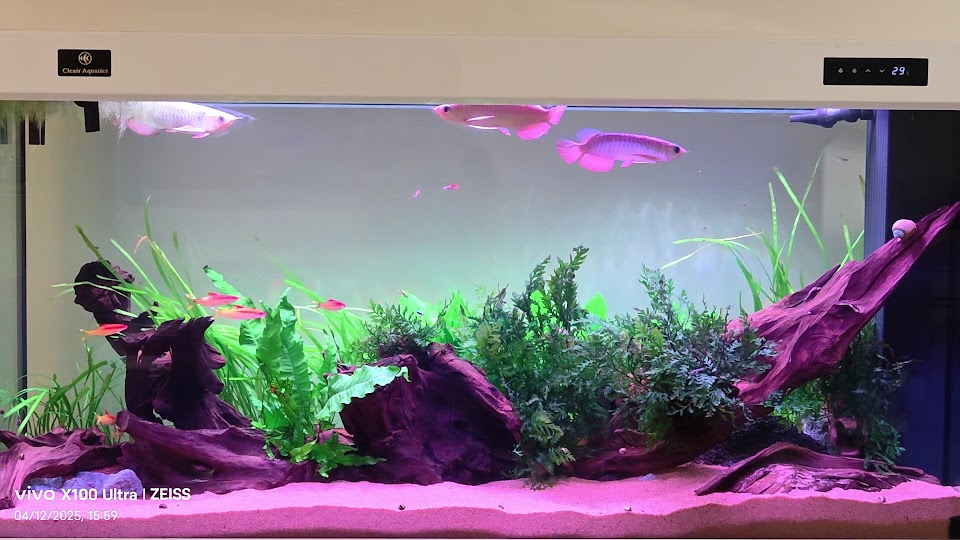An arowana settling into a customer’s tank.